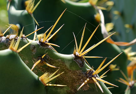 cacti, cactus thorn, cactuses, leaf cactus, nature, pimply, plant