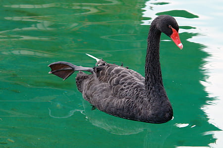 swan, black, bird, water, animal, nature, lake