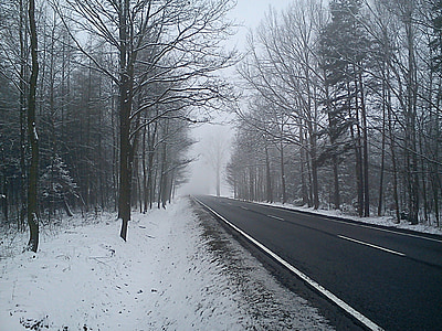 冬天, 方式, 雪, 树, 景观, 沉默, 自然