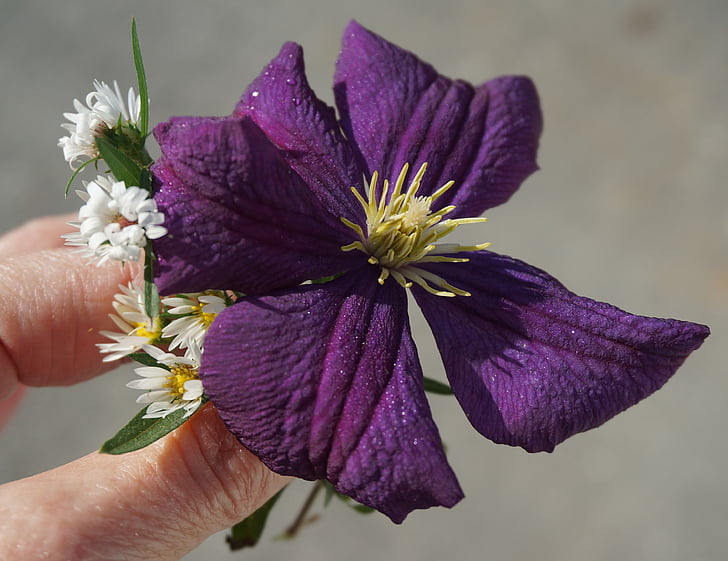 fald clematis, asters, blomst, Blossom, Bloom, plante, vin