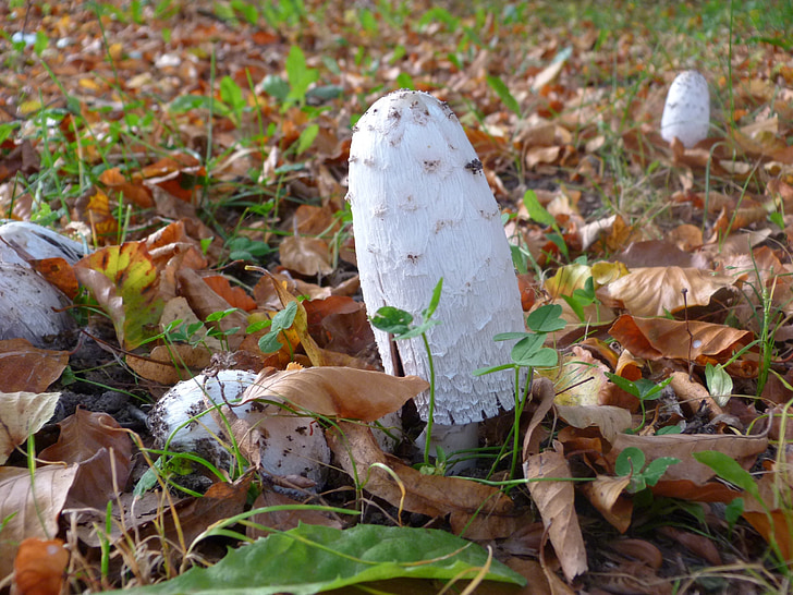 mushrooms, nature, forest, autumn, mushroom picking, leaves, forest mushroom