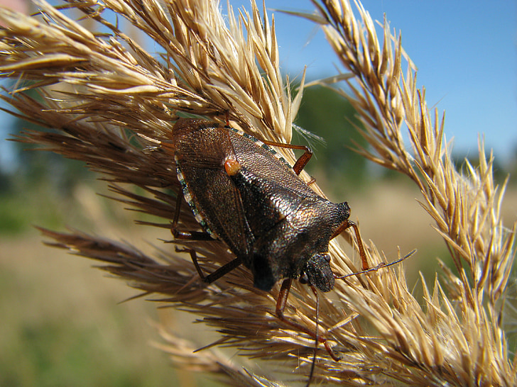 bug des baies, Dolycoris baccarum, insecte, nature