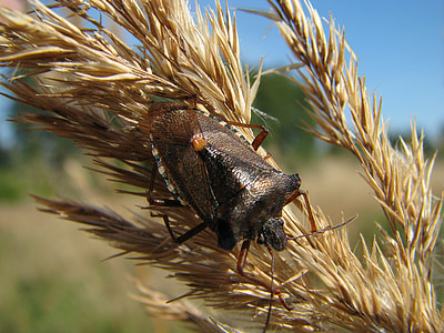 marjat bug, dolycoris baccarum, hyönteinen, Luonto