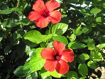 hibiscus, flower, tree, flowering tree, red
