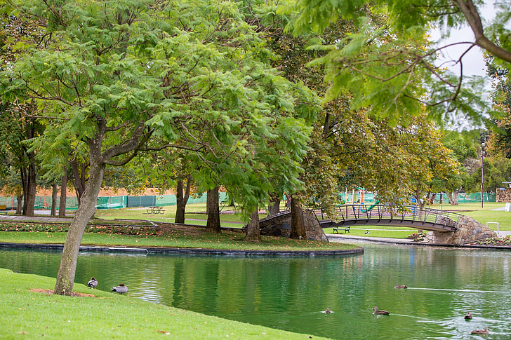 Park, groen, rust, bomen, vreedzame, water, eenden