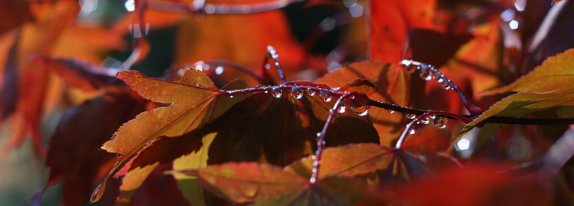 otoño, hojas de otoño, re, hojas, naturaleza, caída, Arce
