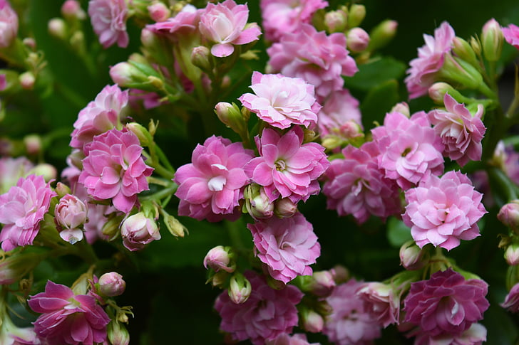 růžová, květiny, květ, Bloom, růžová barva, Příroda, závod