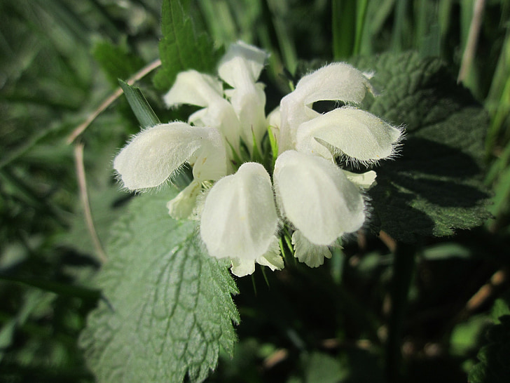Lamium album, ortica bianca, morto-ortica bianca, Wildflower, infiorescenza, macro, Flora