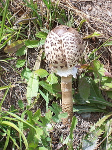 蘑菇, 自然, 山, 牛肝菌