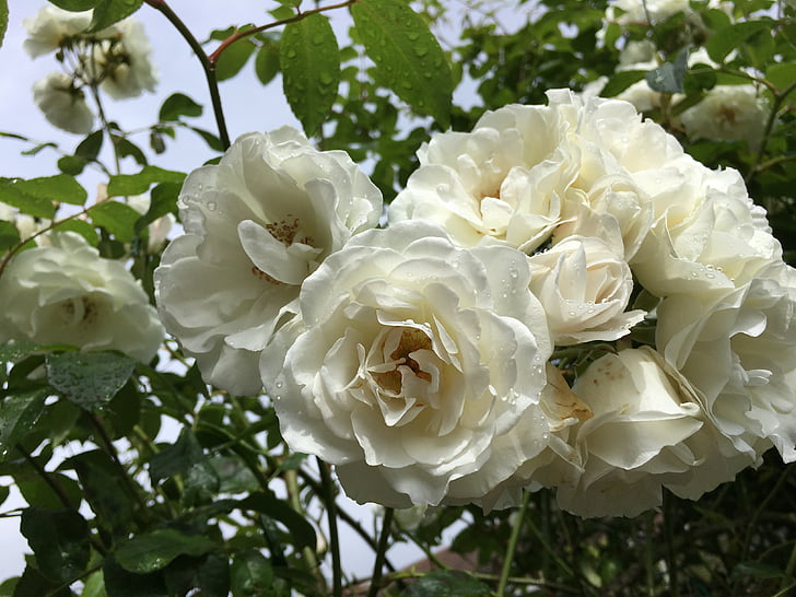 Rosa, flors, Roses, blanc, primavera, jardí, planta