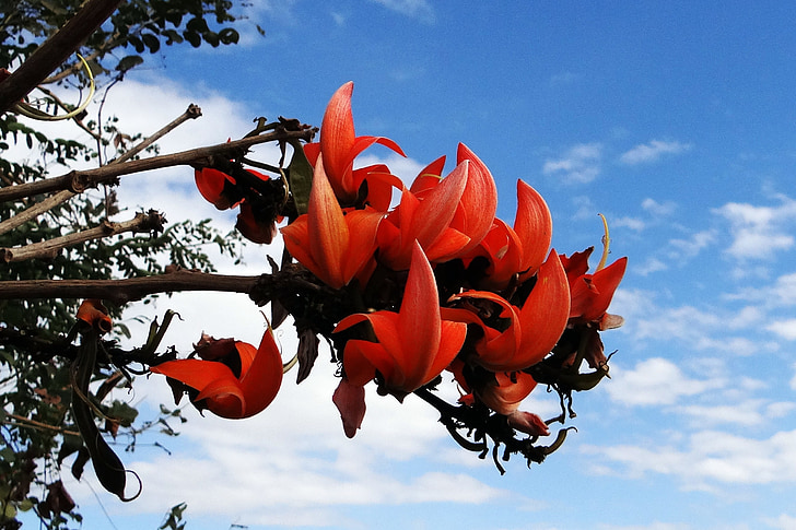 butea monosperma, palash, 숲의 불꽃, 인도, 꽃, 꽃, 꽃