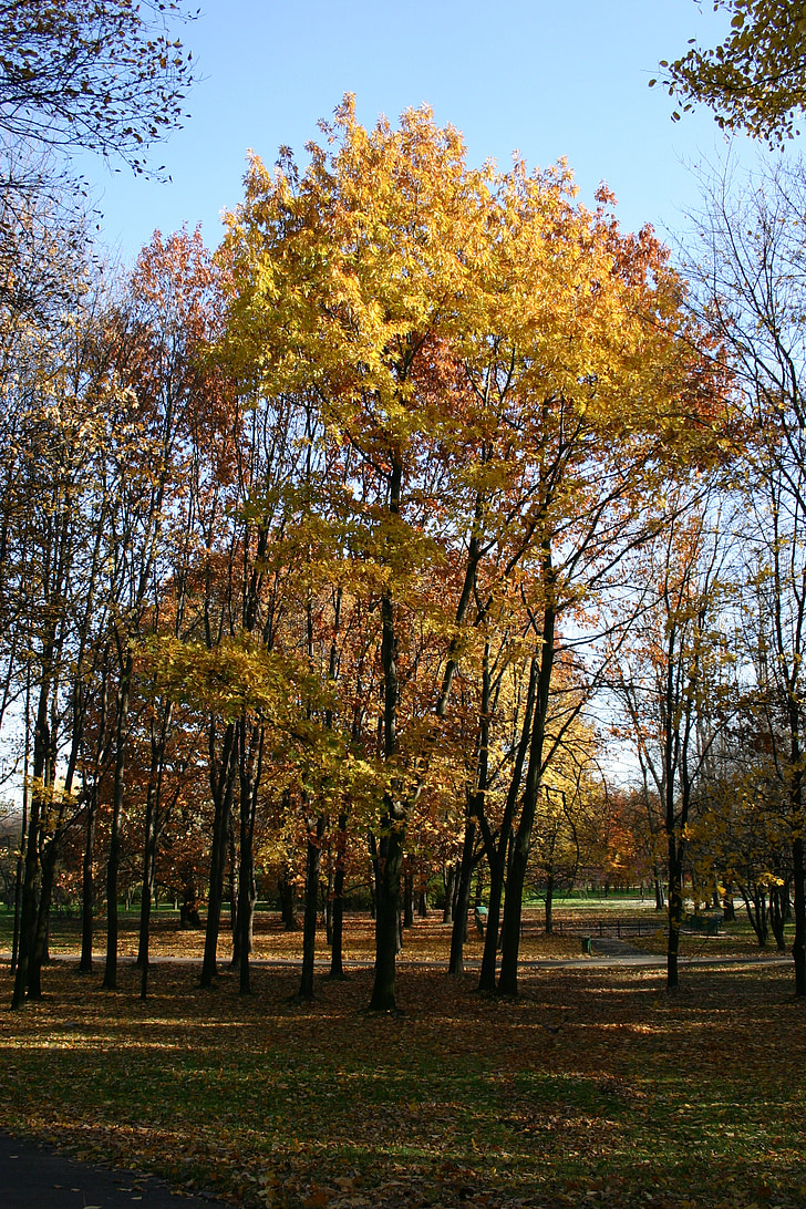 парк, гора, Есен, дърво, зеленина, октомври, природата