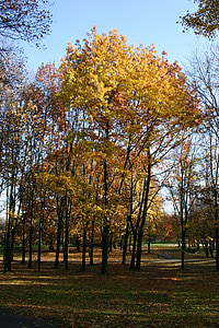 Parcul, pădure, toamna, copac, frunziş, octombrie, natura