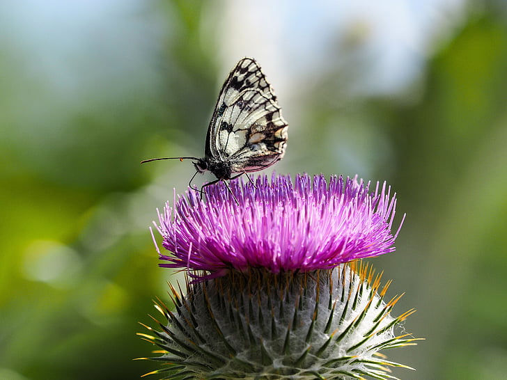 vlinder, natuur, half-rouw, Melanargia galathea, Esper, bloem, paars