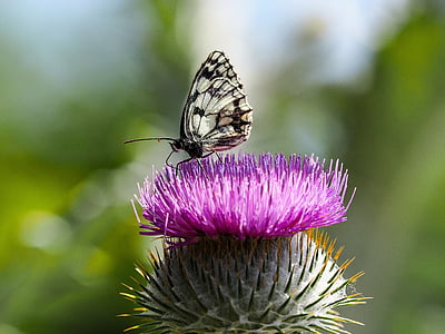 papillon, nature, demi-deuil, Melanargia galathea, Esper, fleur, Purple