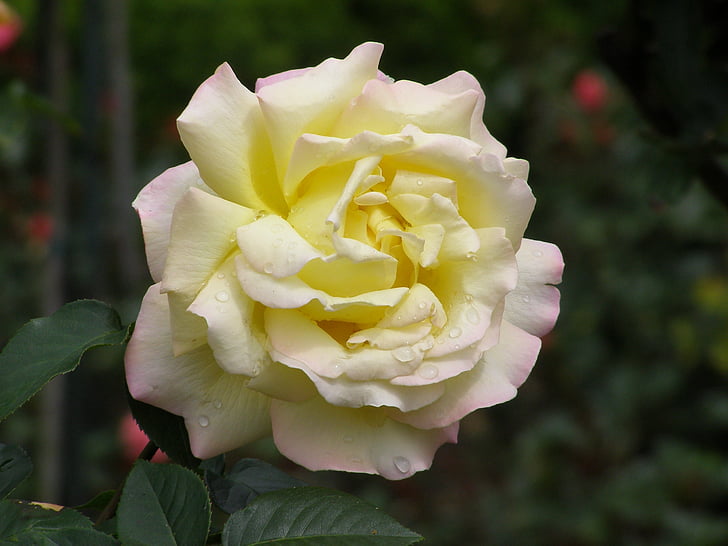 Rosa, flor groga, flor, flor rosa, rosa groga, Rosa de jardí, close-up