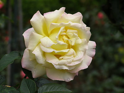 Роза, жълто цвете, цвете, Роза Блум, жълта роза, Градинска роза, едър план