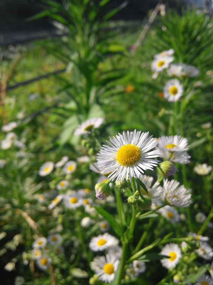 daisy, flower, nature, natural, green, bloom, spring