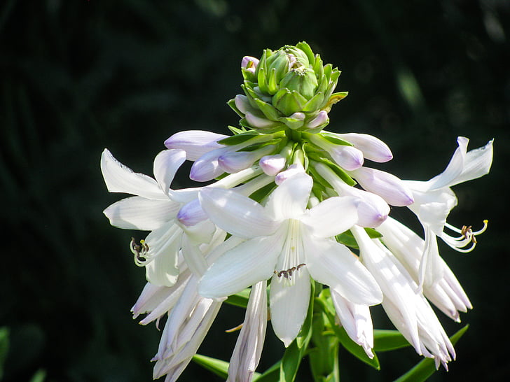 close, photo, white, petaled, flower, white color, plant
