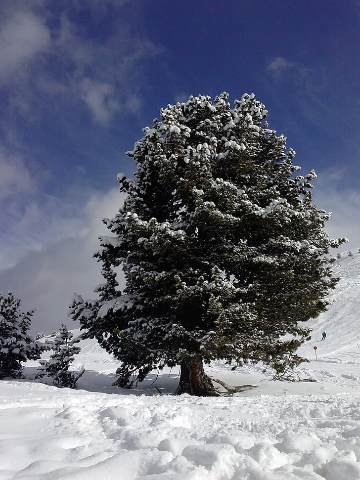 Zima, snijeg, drvo, hladno, priroda, šuma, hladno - temperatura