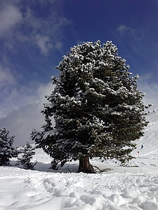 téli, hó, fa, hideg, természet, erdő, hideg - hőmérséklet