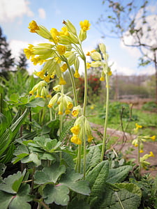cowslip, flowers, yellow, nature, plant, bloom, spring