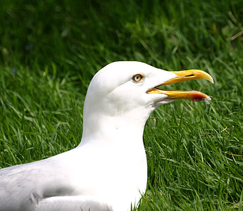 seagull, bird, bill, close