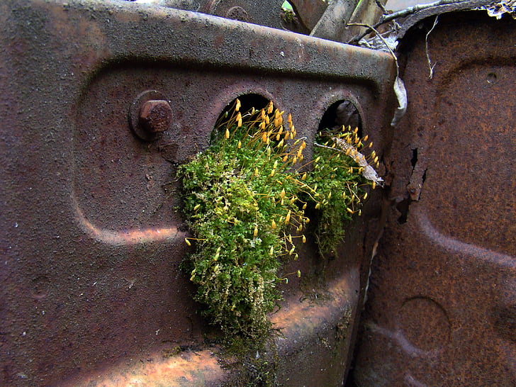 rust, moss, scrap, automotive shredder residue, abandoned, old