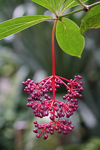 Medinilla, Medinilla magnifica, svart mun växthus, blomma vippans, tropikerna, regnskog, Anläggningen
