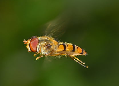 insects, brine fly, episyrphus, balteatus, flight, one animal, insect