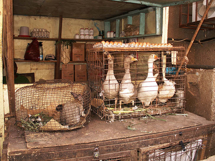 stánku trhu, Zajac, husi, vajcia, klietka, Yaoundé, Kamerun