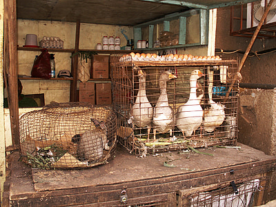 markedet stall, Hare, gjess, egg, buret, Yaoundé, Kamerun