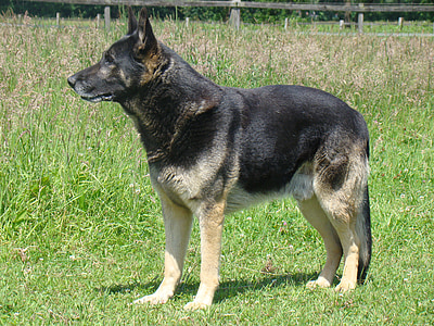 Duitse herder, Schäfer hond, hond, huisdier, wachhud
