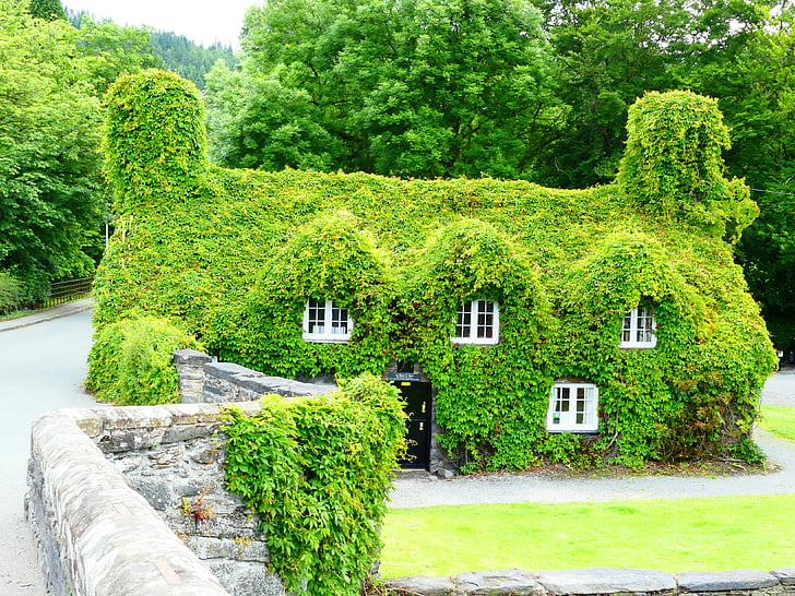 kuća, Spora vožnja, bršljan, zelena, Walesa, arhitektura, priroda