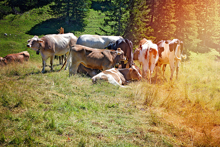 cows, alm, landscape, pasture, animals, summer, alpine