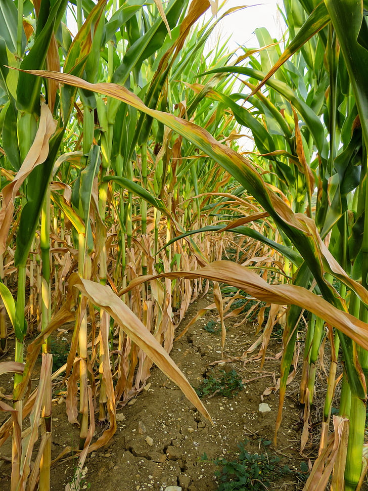 sucho, kukuřice, pole, suché, zemědělství, léto
