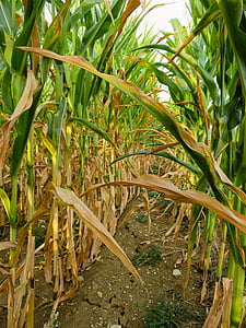 sausums, kukurūza, lauks, sausais, lauksaimniecība, vasaras