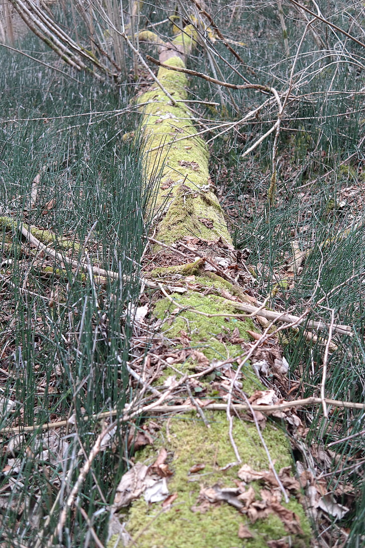 log, forest, moss, old, rots, natural, bemoost