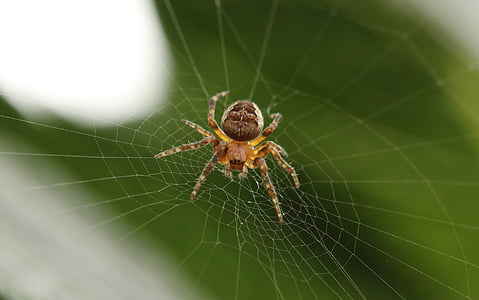 web, spider, white, insect, cobweb, plants, green