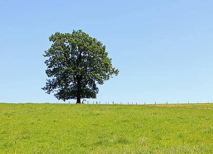 albero, individualmente, prato, pascolo, blu, cielo, verde