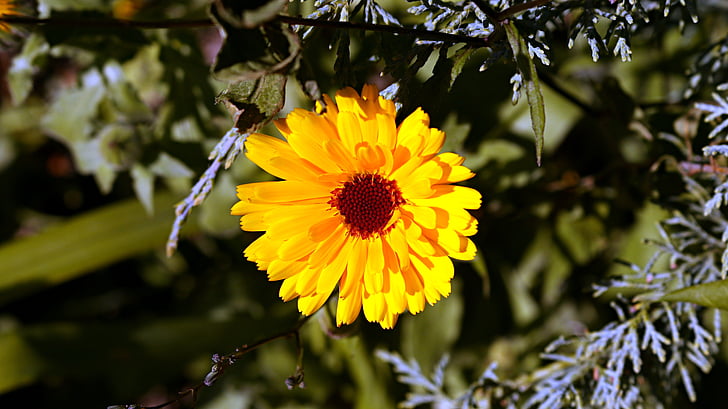 flower, yellow, macro