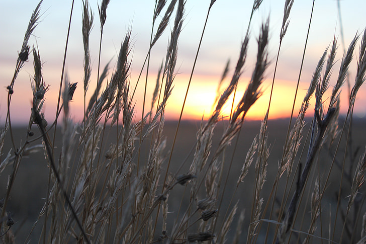 sunset, wheat, spikes, light, take it easy, open air, winter