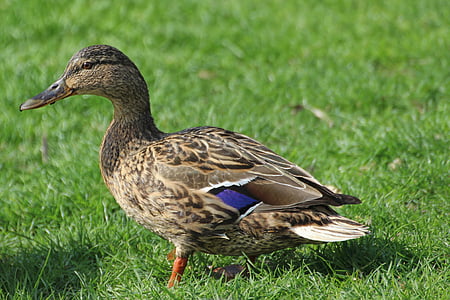 duck, mallard, female, meadow, duck bird, water bird, animals