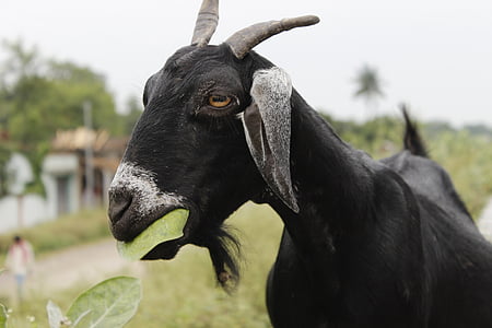 goat, black, leaf, animal, food, milk, dairy