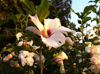 Hibiscus, Mallow, Blossom, Bloom