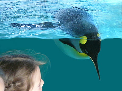penguin, bird, animal, zoo, observation, diving
