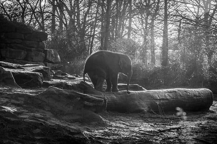 animal, en noir et blanc, éléphant, Zoo