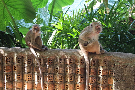 beždžionė, Tailandas, Gamta, Azija, primatas, mielas, gyvūnų
