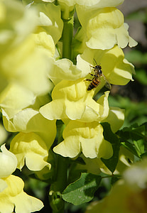 bee, flora, flower, yellow, nature, insect, plant