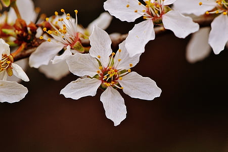 jaro, květ, Bloom, Příroda, závod, strom, zahrada